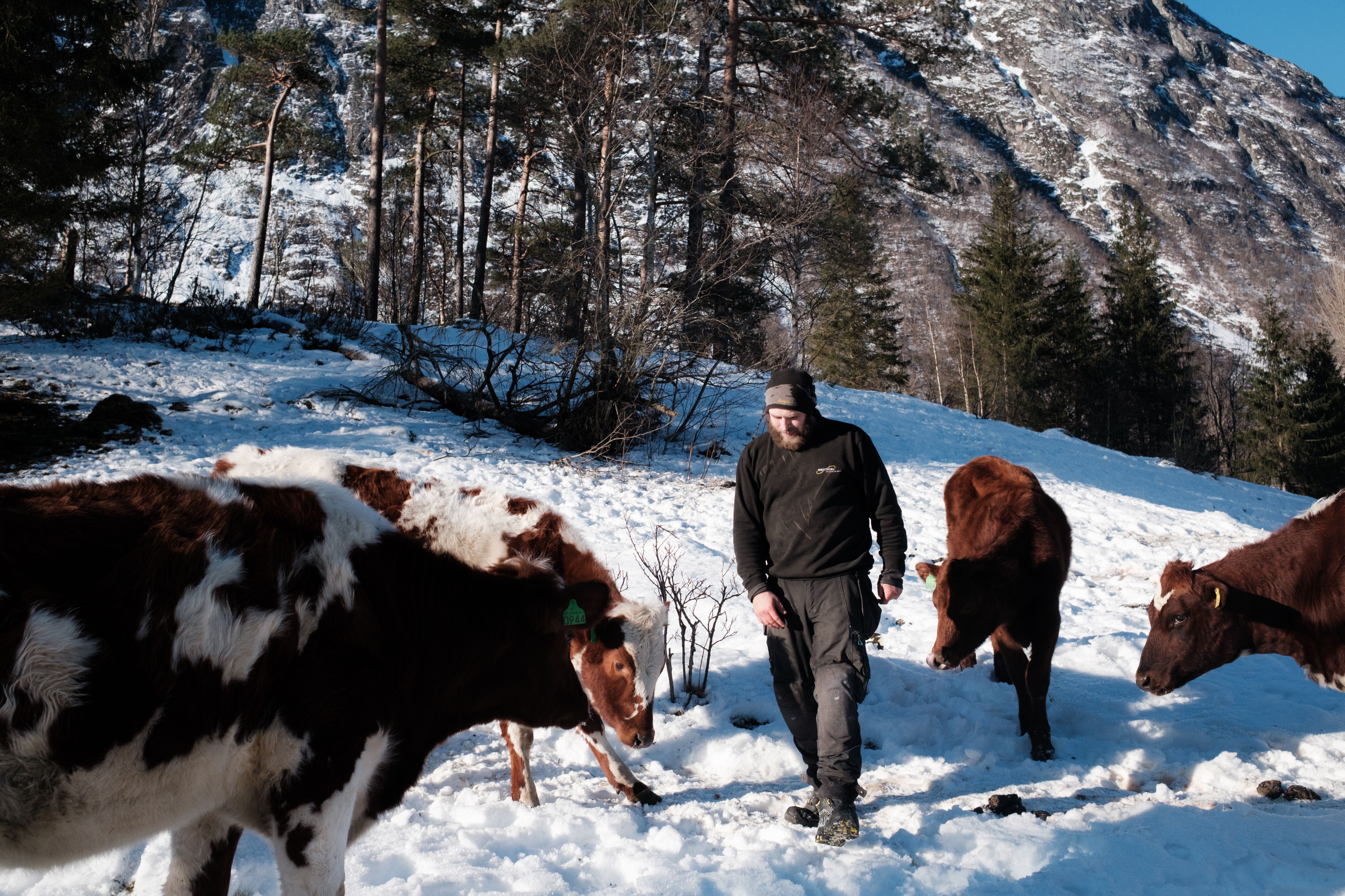 Bonde Ole Christian Ødegård med melkekyr ute på beite i vinterlandskap i Isterdalen